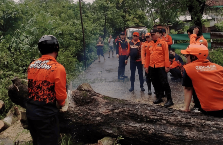 Hujan Deras dan Angin Kencang, Pohon Asam Jawa Tumbang di Kedungdung